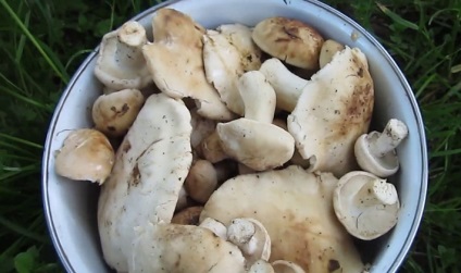 Am nevoie pentru a curăța ciuperci ryadovki cum să faci acest video și rețete simple