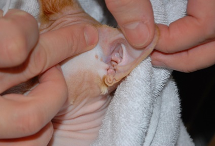 Tratamentul pisicilor și pisoilor de la viermi, cum să etsească paraziți ai unei pisici