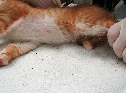 Tratamentul pisicilor și pisoilor de la viermi, cum să etsească paraziți ai unei pisici