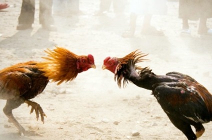 Áttekintés fajta csirkék kulangi jellemző fényképpel, alkalmazása jellemzi, gondoskodás