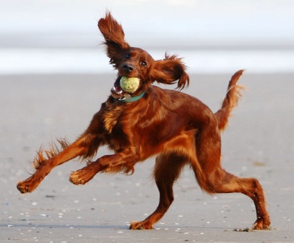 Privire de ansamblu a rasei de câini Irlandez Setter standard, îngrijire, fotografie, video și recenzii