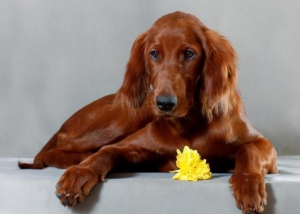 Privire de ansamblu a rasei de câini Irlandez Setter standard, îngrijire, fotografie, video și recenzii