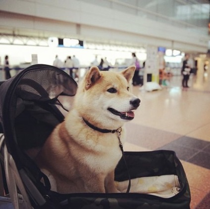 Bájos mil fajta shiba inu (24 fotó)