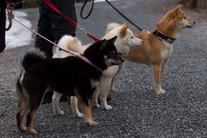 Bájos mil fajta shiba inu (24 fotó)