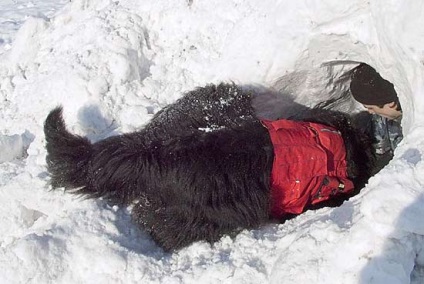Despre pregătirea avalanșelor câinilor