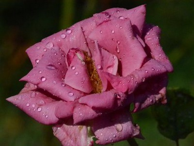 Descrierea acvaculturii și cultivării plantelor din trandafir