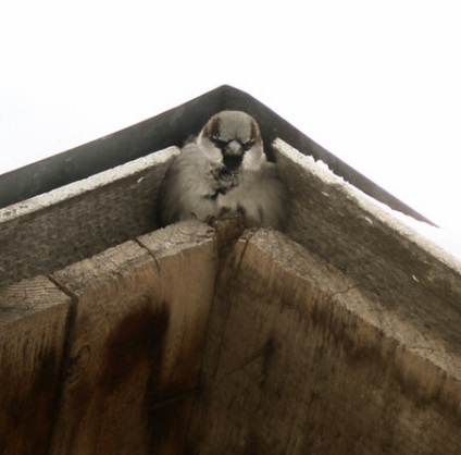 Povești de toamnă despre ciuperci, despre ploaie, despre păsări și animale