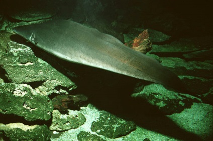 Jellemzői a szervezet csontos halak (Osteichthyes) csontos halak szaga szagok keresés táskák (csont) Jellemzői a szervezet csontos halak (Osteichthyes) csontos halak szagló táskák szagokat keresés