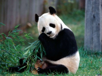 Panda este un urs