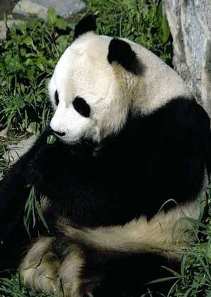 Panda este un urs pe care oamenii de știință spun