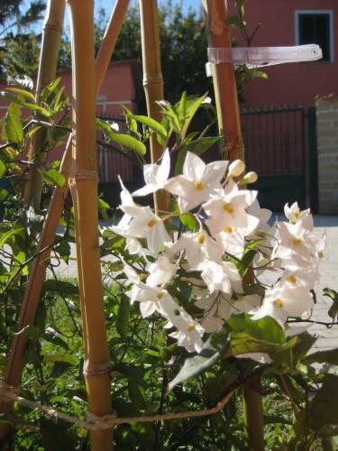 Nursing Nightshade, în creștere, udare, plantare la domiciliu