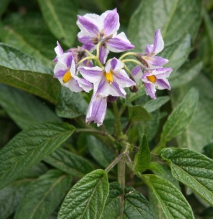 Nightshade ellátás, termesztés, öntözés, ültetés otthon