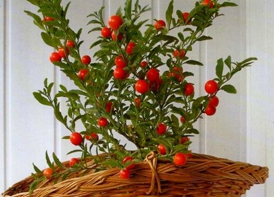 Nursing Nightshade, în creștere, udare, plantare la domiciliu