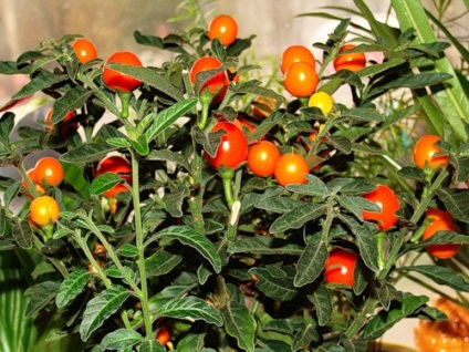 Nursing Nightshade, în creștere, udare, plantare la domiciliu