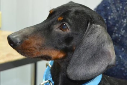 Model de câini de alopecie (memo pentru proprietari), clinica veterinară Dr. Shubin
