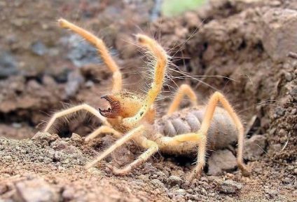 Sparanghel phalanx (solpuga) artropod, rup de victime