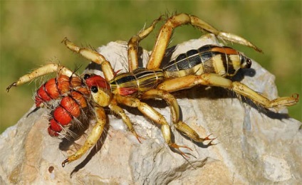 Sparanghel phalanx (solpuga) artropod, rup de victime