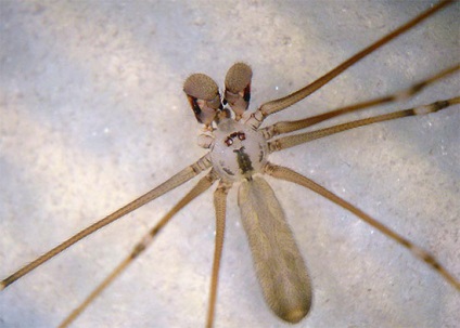 Spiders - Opilliones, lószúnyog (Opilliones) Spiders - Opilliones, lószúnyog