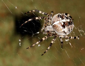 Spiderii într-un apartament sunt la fel de periculoși și cum să scapi