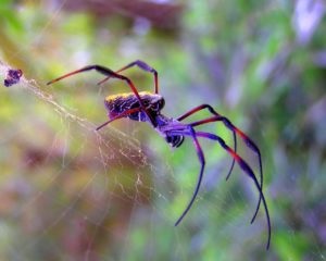 Spiderii într-un apartament sunt la fel de periculoși și cum să scapi