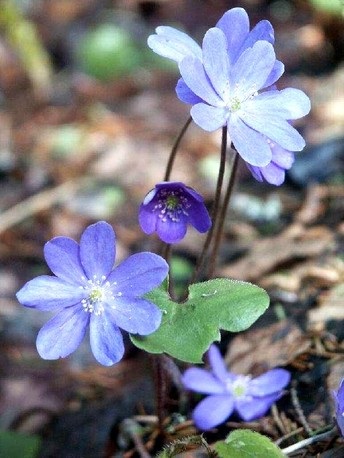 Hepatica nemes betegség és a kezelés a népi gyógyszerek és