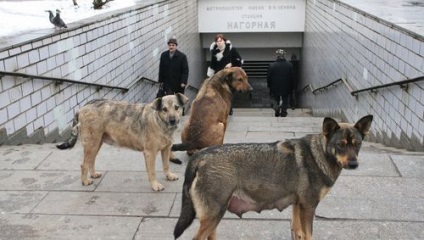 Primul ajutor cu mușcătură de câine, primul ajutor