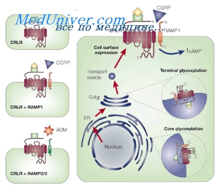 primer hyperparathyreosis