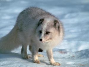 Arctic fox descrierea animalului și a fotografiei, în care trăiește vulpea polară, la ce se hrănește