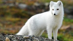 Arctic fox descrierea animalului și a fotografiei, în care trăiește vulpea polară, la ce se hrănește