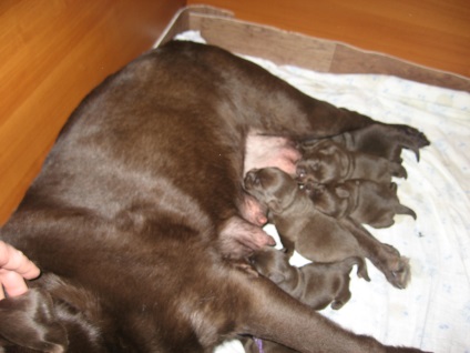 Reproducerea Labrador Retriever