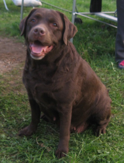 Reproducerea Labrador Retriever