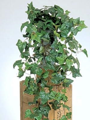 Ivy, hedera helix