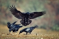 De ce Raven