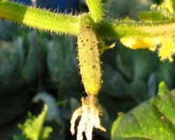 Miért sárga petefészek uborka üvegházban