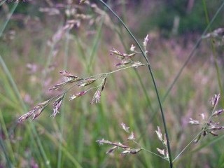 Válogatás a gyep fű, és Kertészet (gyep) Válogatás a gyep fű, én és a táj design