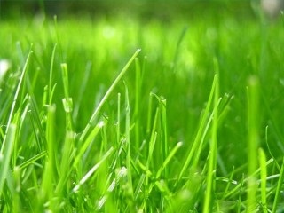 Válogatás a gyep fű, én és a táj design (tervezés) Válogatás a gyep fű, én és a táj design