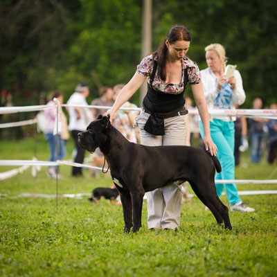 Pregătirea câinilor pentru expoziție - pepinieră universală Cane Corso în Ing, pregătire, cățeluși, împerechere