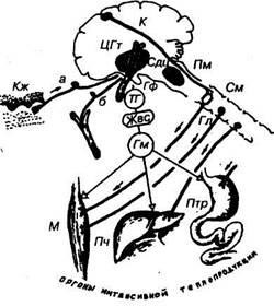 Poikilotermia, heterotermia, homeothermia