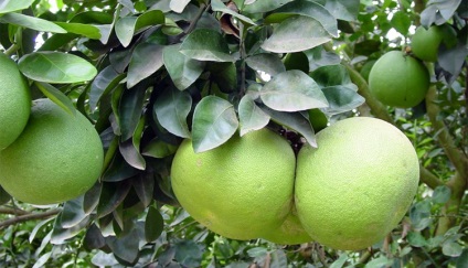 Pomelo bun și rău