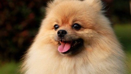 Pomeranian câine pomeranian câine, preț, descriere rasa, natura, video