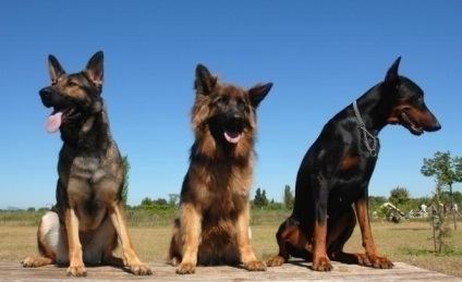 Câini de protecție populare de câini