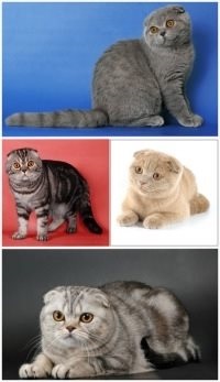 Rasă de pisici chinchilă fotografie, pisică ajutor