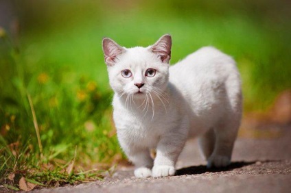 Rase de pisici pe semnele zodiacului - lumea feminina