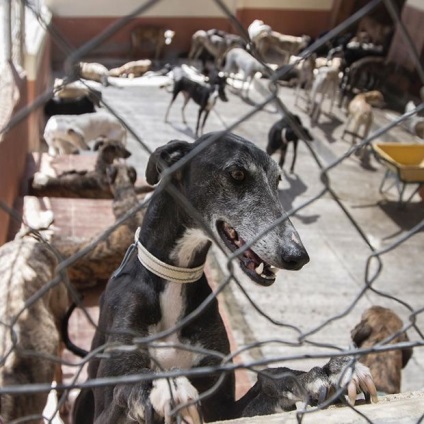 După vânătoare, acești câini sunt condamnați la o moarte groaznică, pur și simplu pentru inutilitatea lor - infomania