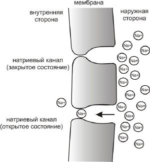 Potențial de acțiune (citologie)