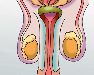 Cauzele durerii dureroase în testiculele drepte, stângi la bărbați - ce trebuie să faceți dacă trageți și dați scrotului
