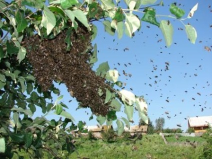 Cauzele de înmugurire a albinelor și modalități de a reduce umflarea