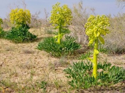 Aplicarea, rolul și proprietățile lui asafoetida în gătit, bucătăria din Caucaz