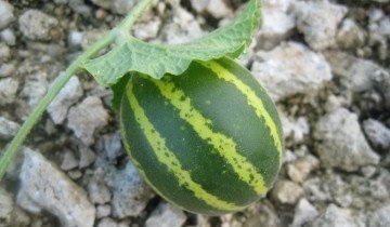 Ne uităm îndeaproape pe pepene verde, proprietăți utile și calități gustative