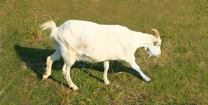 Vânzarea laptelui de capră în regiunea Rostov-pe-Don - Rostov, Teritoriul Krasnodar, Republica Crimeea